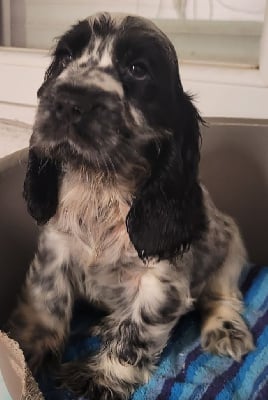 Les chiots de Cocker Spaniel Anglais