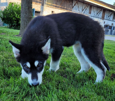 Les chiots de Alaskan Malamute