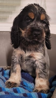 Les chiots de Cocker Spaniel Anglais