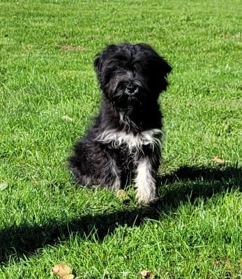 Les chiots de Terrier Tibetain