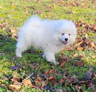 Les chiots de Samoyède