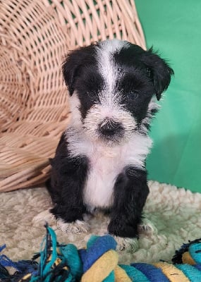 Les chiots de Terrier Tibetain