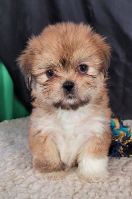 Les chiots de Lhassa Apso