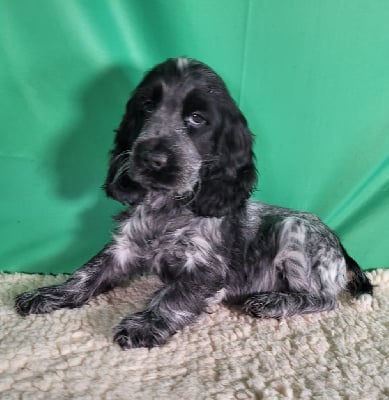 Les chiots de Cocker Spaniel Anglais