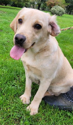 Les chiots de Labrador Retriever