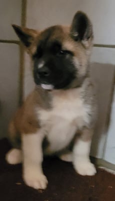 Les chiots de Akita americain