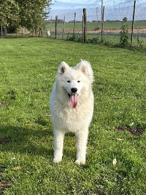 Les chiots de Samoyède