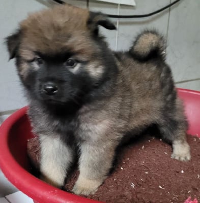 FEMELLE 6 - Eurasier