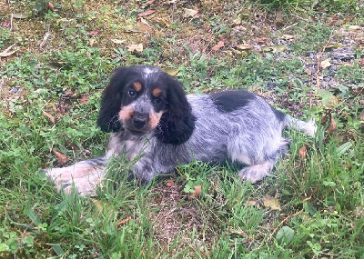 Les chiots de Cocker Spaniel Anglais