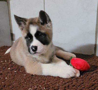 Les chiots de Akita americain