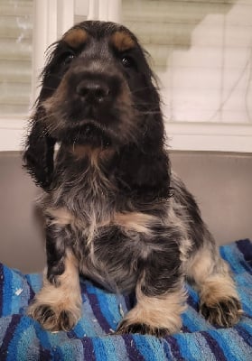 Les chiots de Cocker Spaniel Anglais