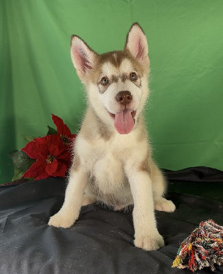 Les chiots de Alaskan Malamute