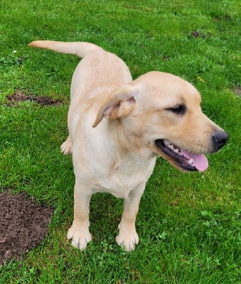 Les chiots de Labrador Retriever