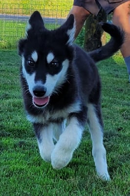 Les chiots de Alaskan Malamute