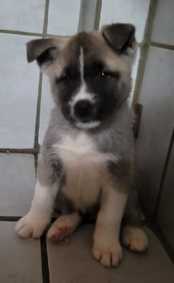 Les chiots de Akita americain