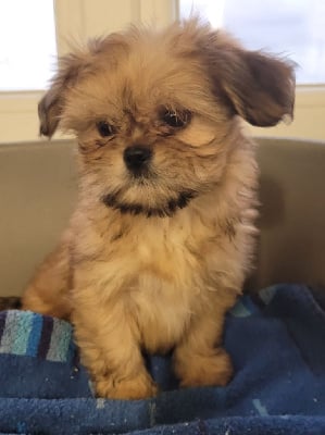 Les chiots de Lhassa Apso