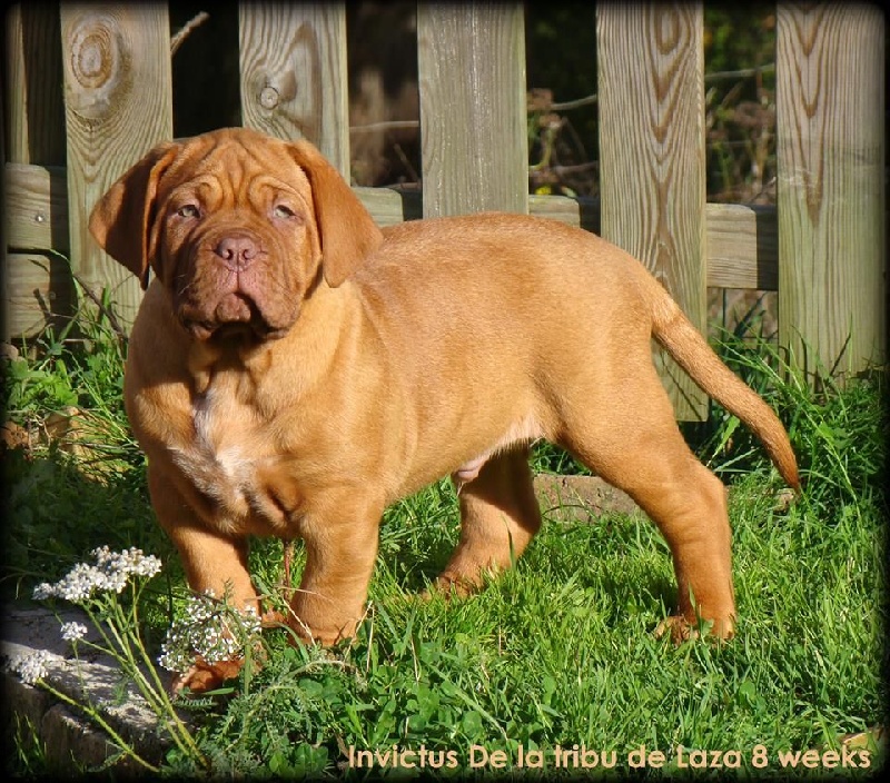 Publication : de la tribu de Laza