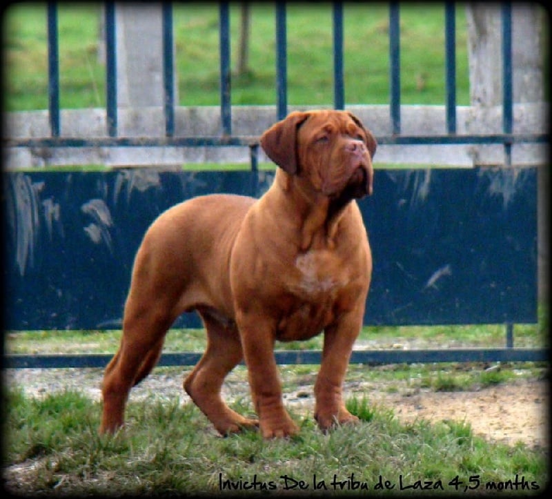 Publication : de la tribu de Laza