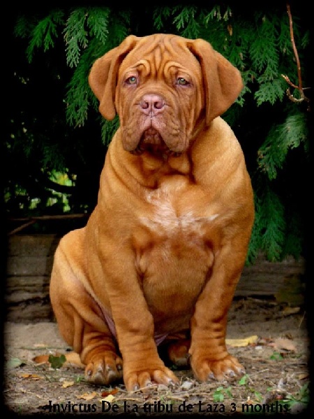 Publication : de la tribu de Laza