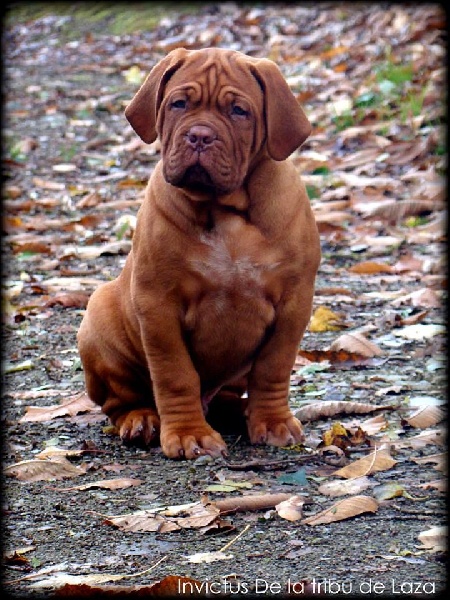 Publication : de la tribu de Laza