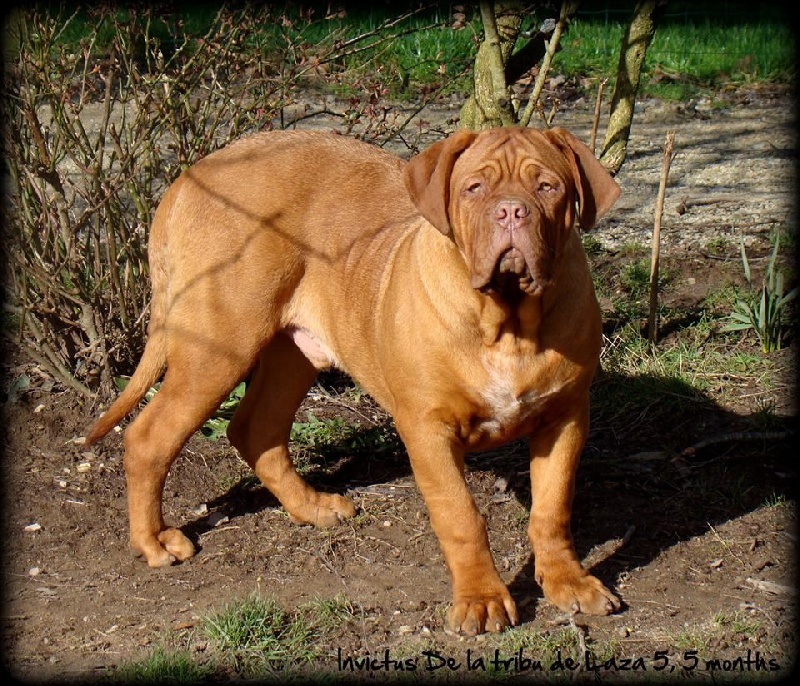 Publication : de la tribu de Laza