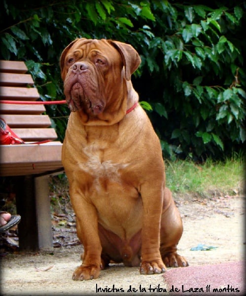 Publication : de la tribu de Laza