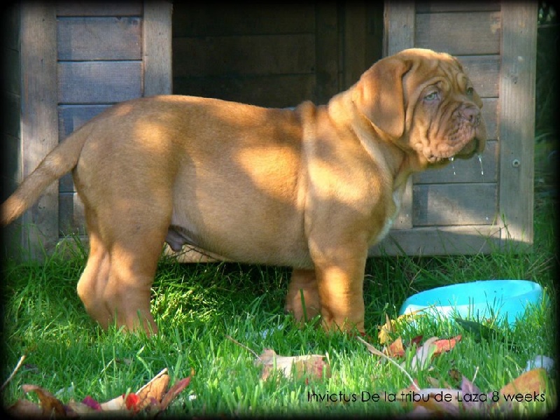 Publication : de la tribu de Laza