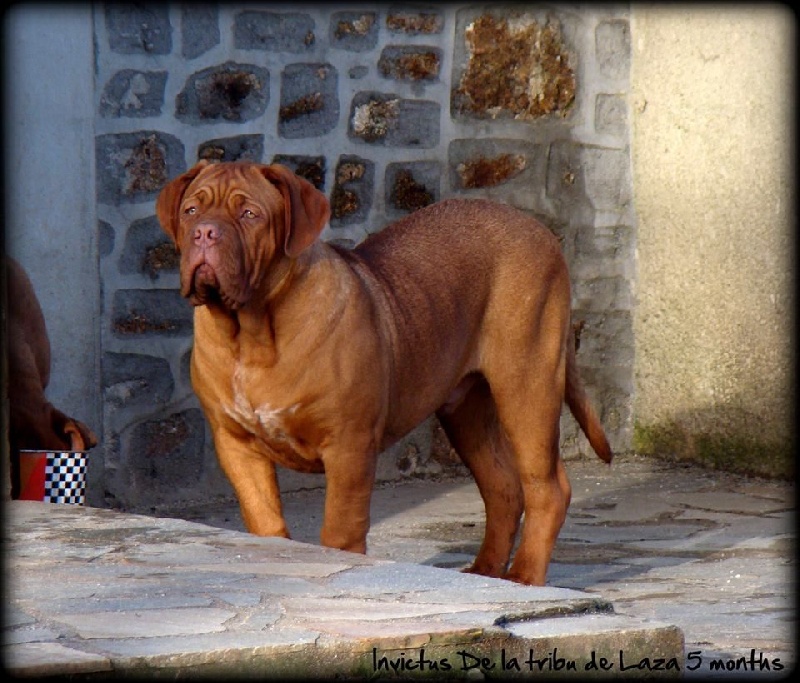 Publication : de la tribu de Laza