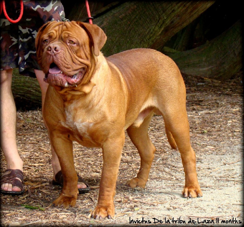 Publication : de la tribu de Laza