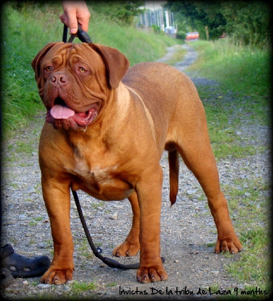 Publication : de la tribu de Laza