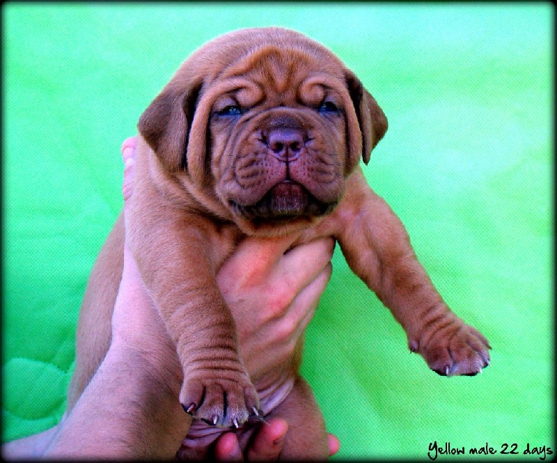 Publication : de la tribu de Laza