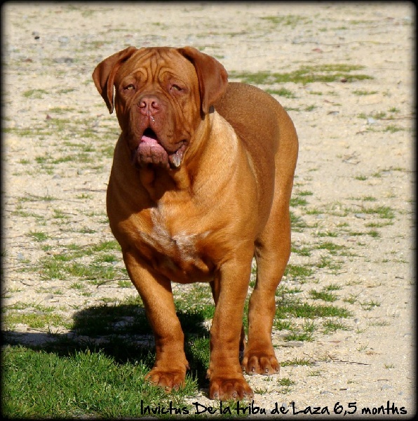 Publication : de la tribu de Laza