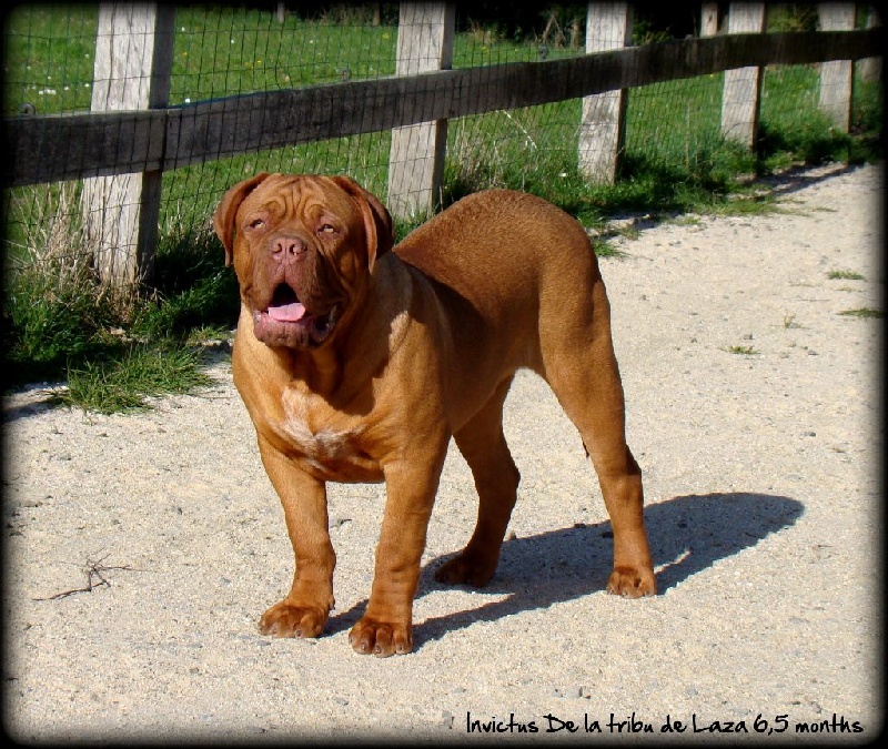 Publication : de la tribu de Laza