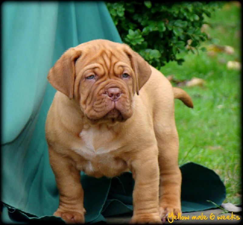 Publication : de la tribu de Laza