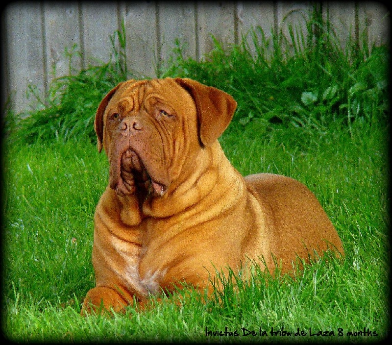 Publication : de la tribu de Laza