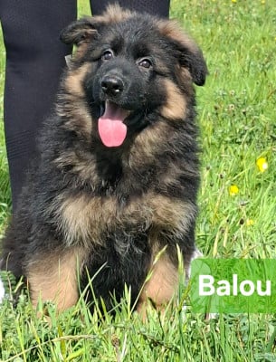 Les chiots de Berger Allemand Poil Long