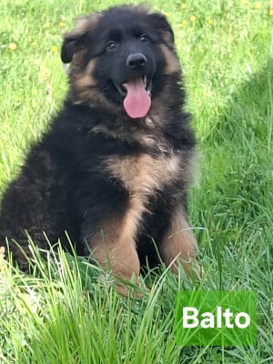 Les chiots de Berger Allemand Poil Long