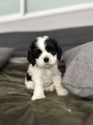 Les chiots de American Cocker Spaniel