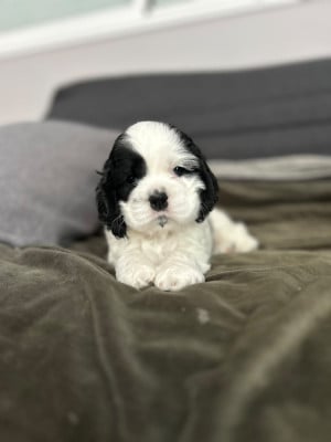 Les chiots de American Cocker Spaniel