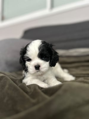 Les chiots de American Cocker Spaniel