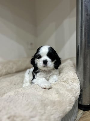 Les chiots de American Cocker Spaniel