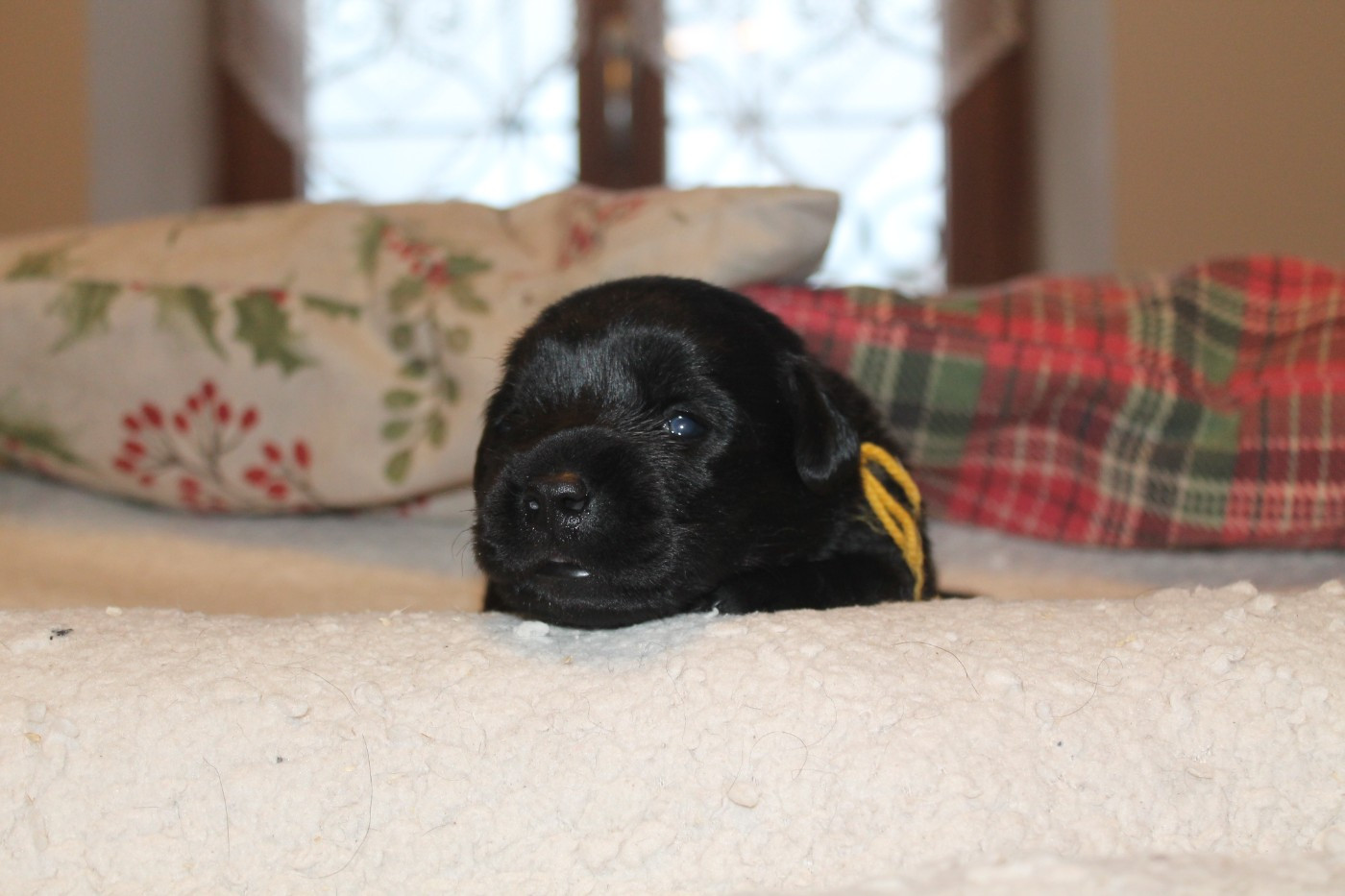 Femelle collier jaune - Labrador Retriever