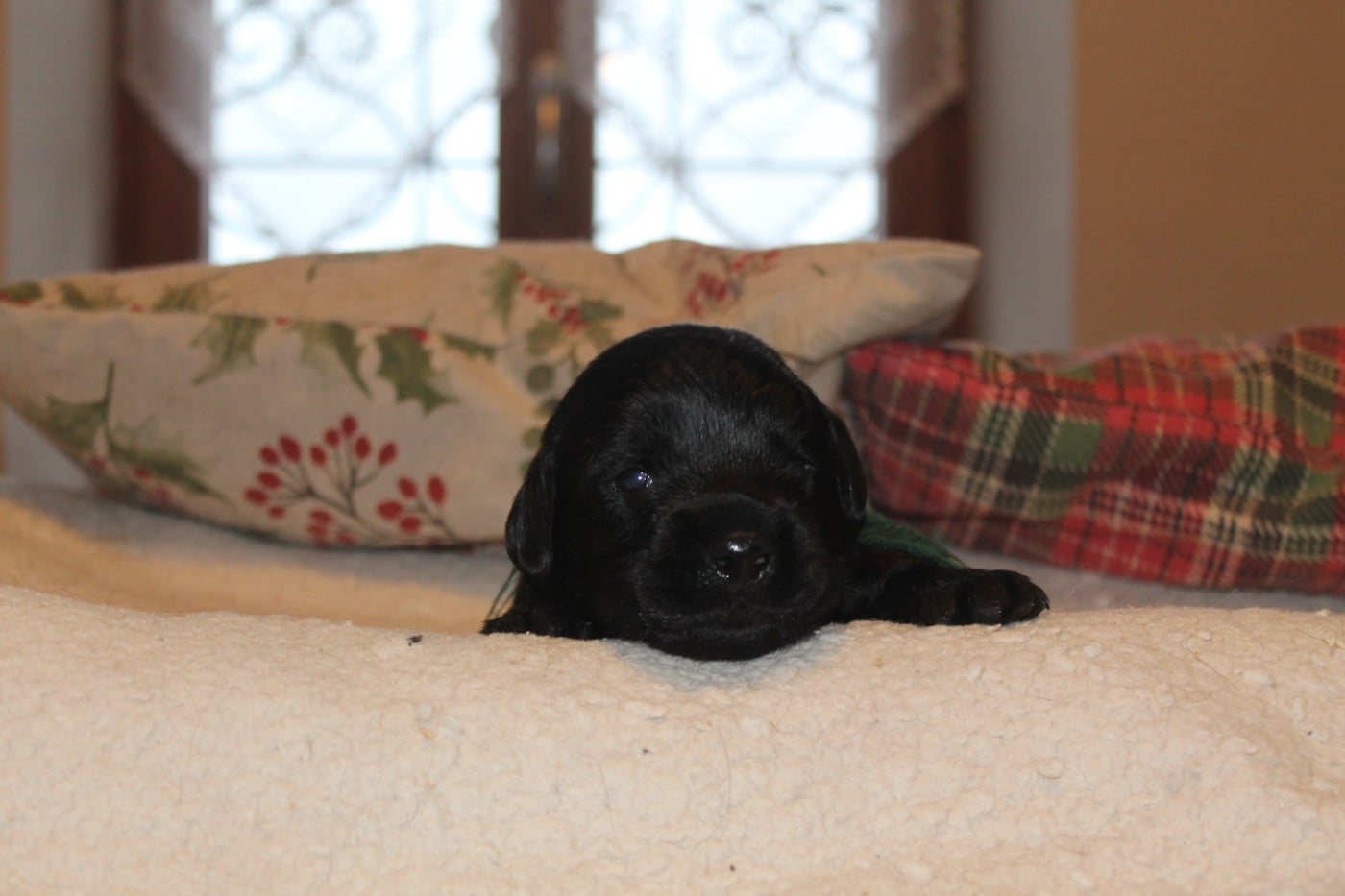 mâle collier vert - Labrador Retriever