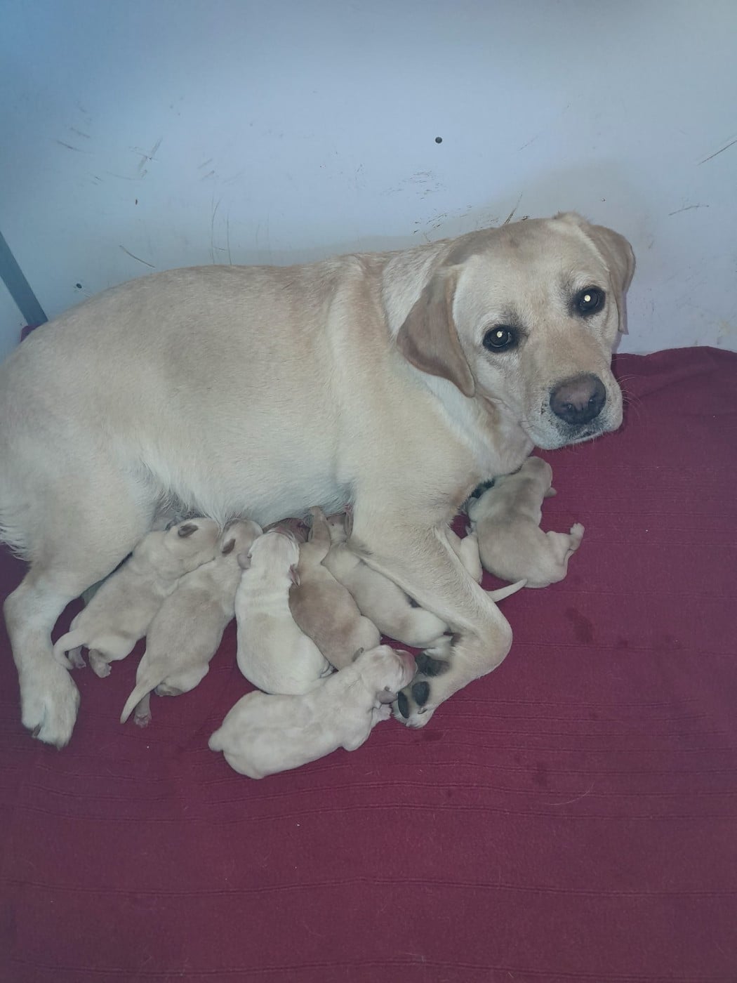 CHIOT 8 - Labrador Retriever