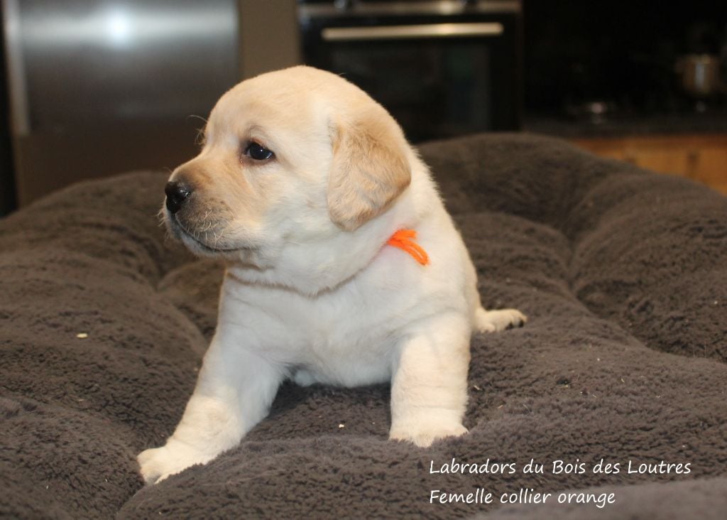 Femelle collier orange - Labrador Retriever