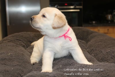 Les chiots de Labrador Retriever