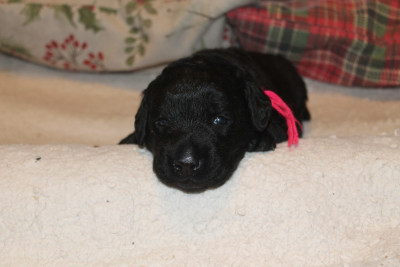 Les chiots de Labrador Retriever