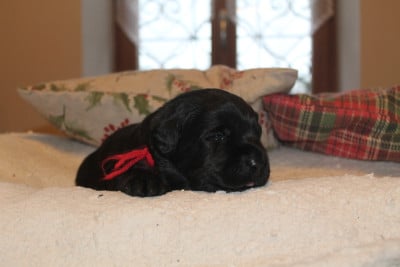 Les chiots de Labrador Retriever