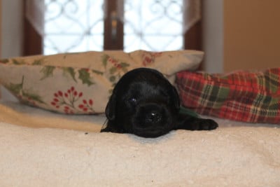 Les chiots de Labrador Retriever