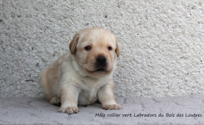 Les chiots de Labrador Retriever